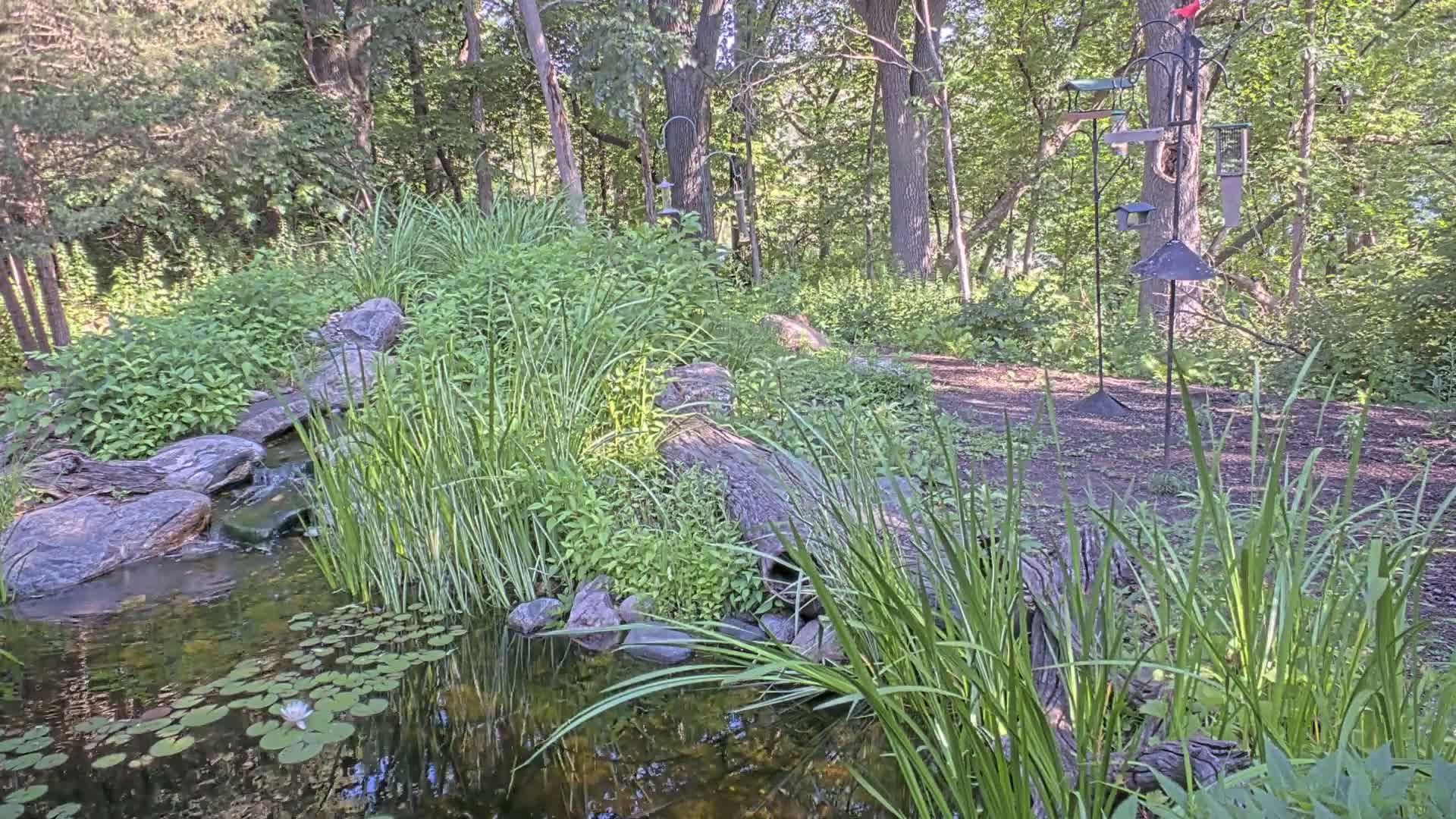 A small pond with lily pads and a stream flows through a lush woodland garden with several bird feeders.