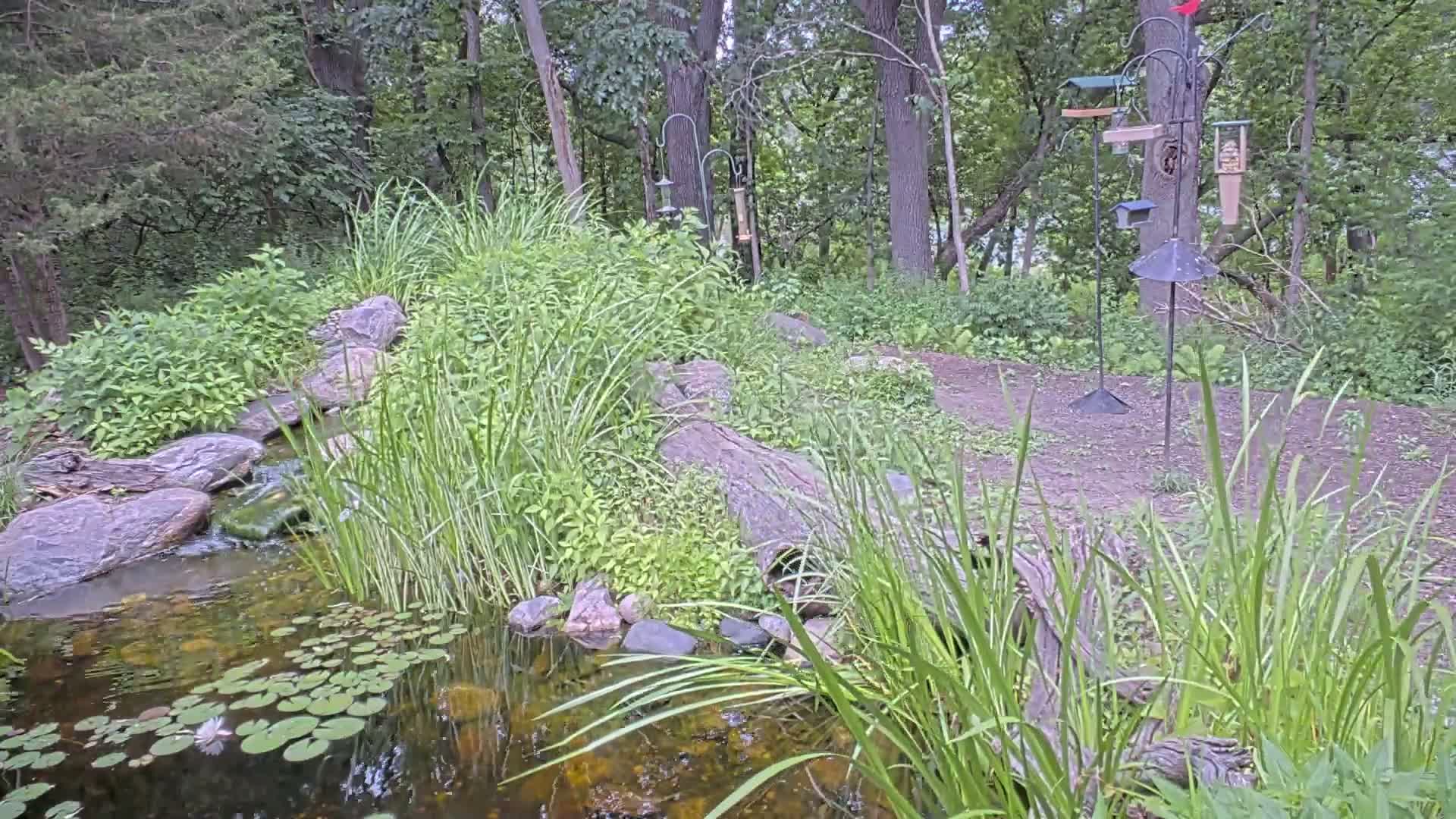 Bloomington, Richardson Nature Center Live Cam – Bloomington, Hennepin, Minnesota, USA