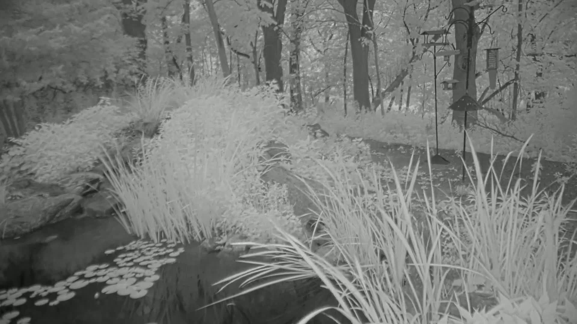 Tall grasses and other plants surround a small pond with lily pads in a wooded area.