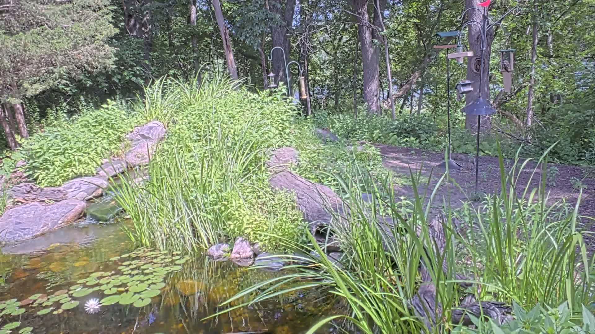 A small pond with lily pads and a single white flower is nestled in a lush, wooded area with several bird feeders nearby.