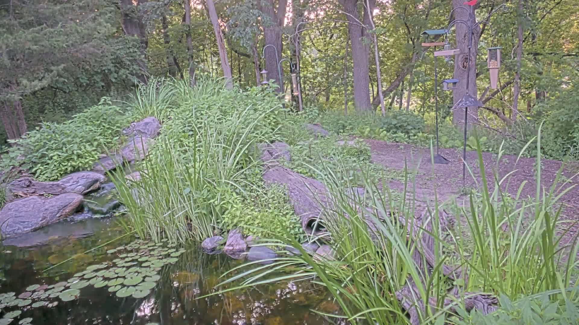 Bloomington, Richardson Nature Center Live Cam – Bloomington, Hennepin, Minnesota, USA