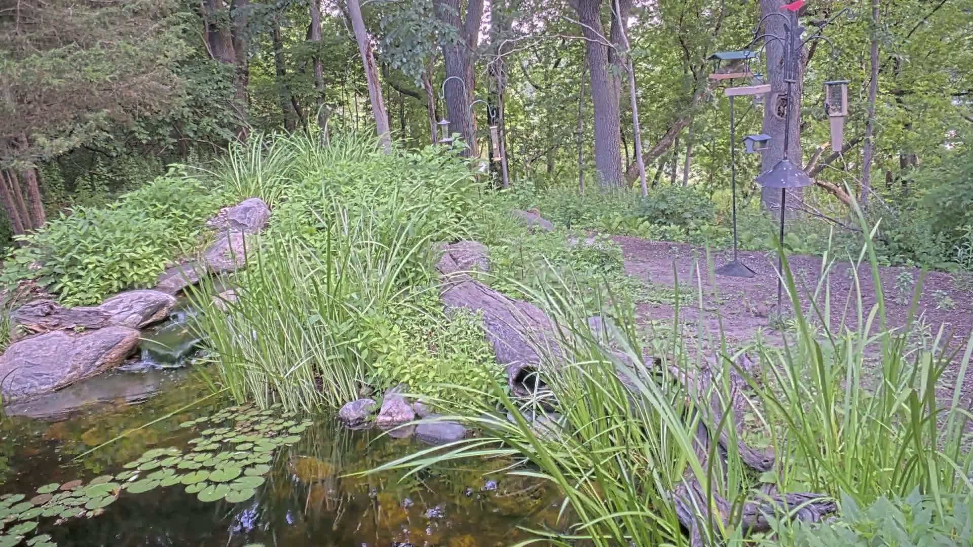 A small pond with lily pads is nestled amongst lush greenery and rocks, near several bird feeders in a wooded area.