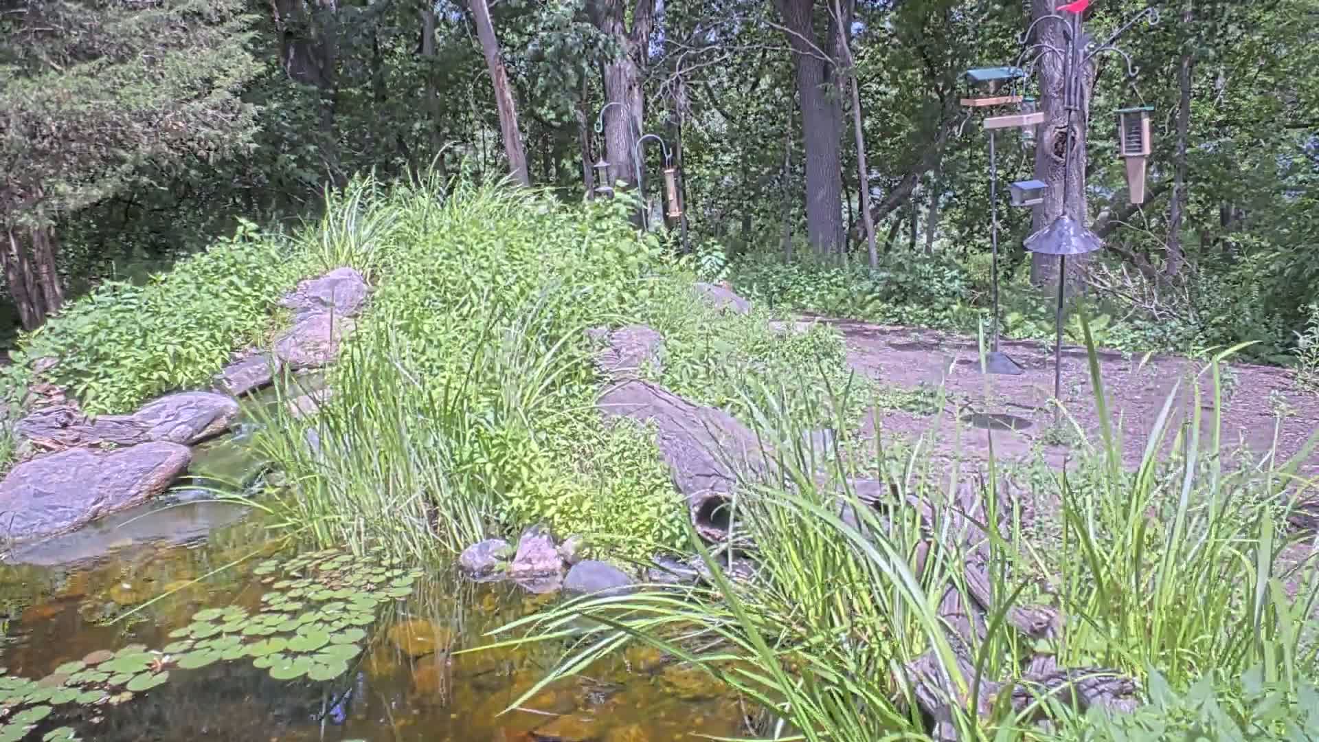 A small pond with lily pads sits next to a wooded area, featuring a log acting as a dam and several bird feeders.