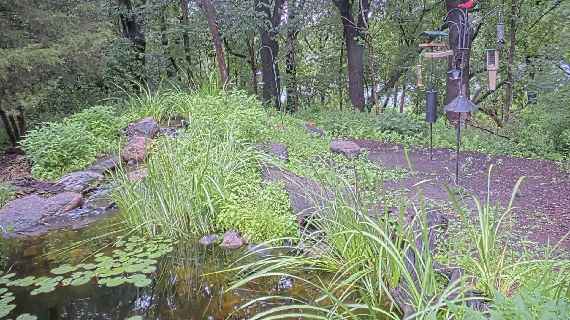 Bloomington, Richardson Nature Center Live Cam – Bloomington, Hennepin, Minnesota, USA