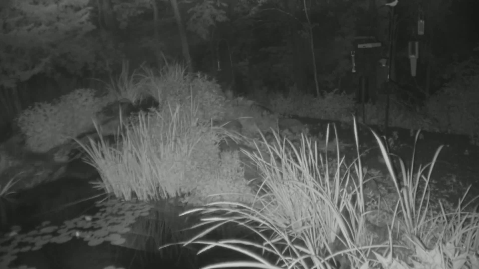 A nighttime, infrared image shows tall grasses and other vegetation surrounding a dark pond with lily pads.