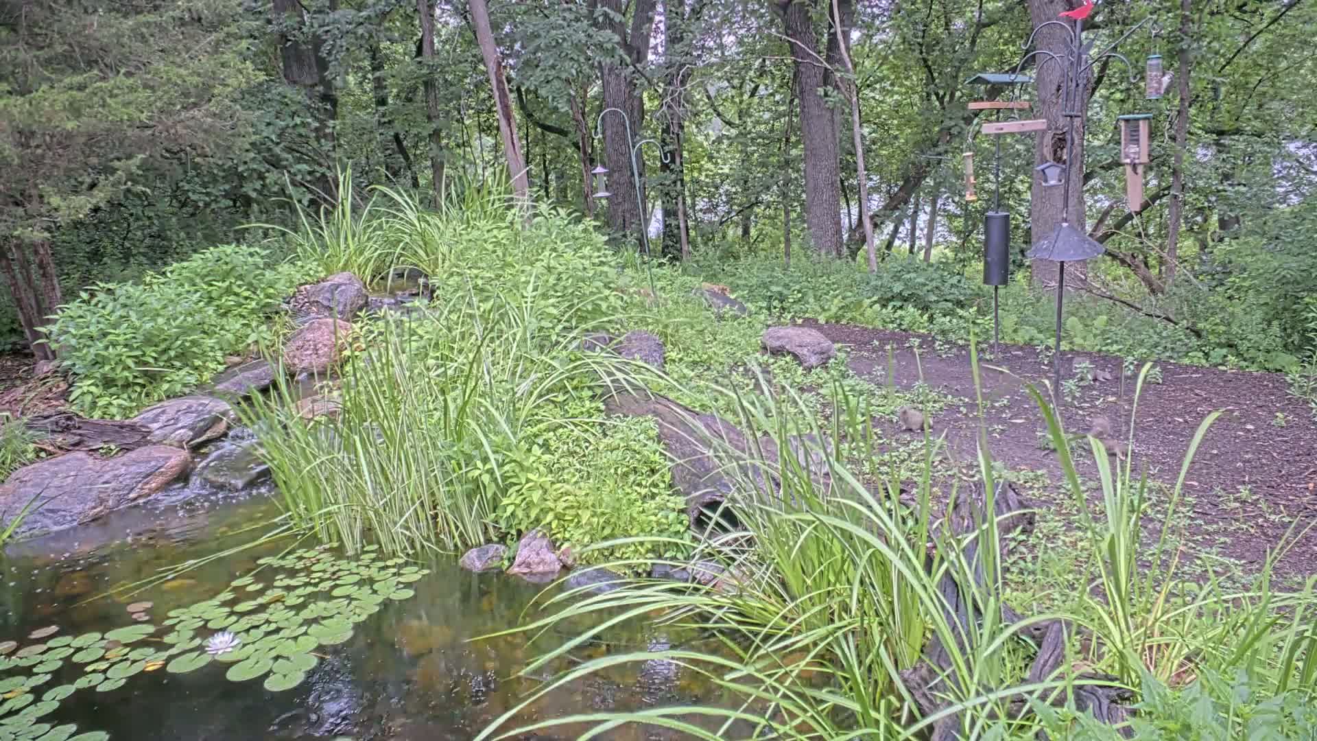 Bloomington, Richardson Nature Center Live Cam – Bloomington, Hennepin, Minnesota, USA