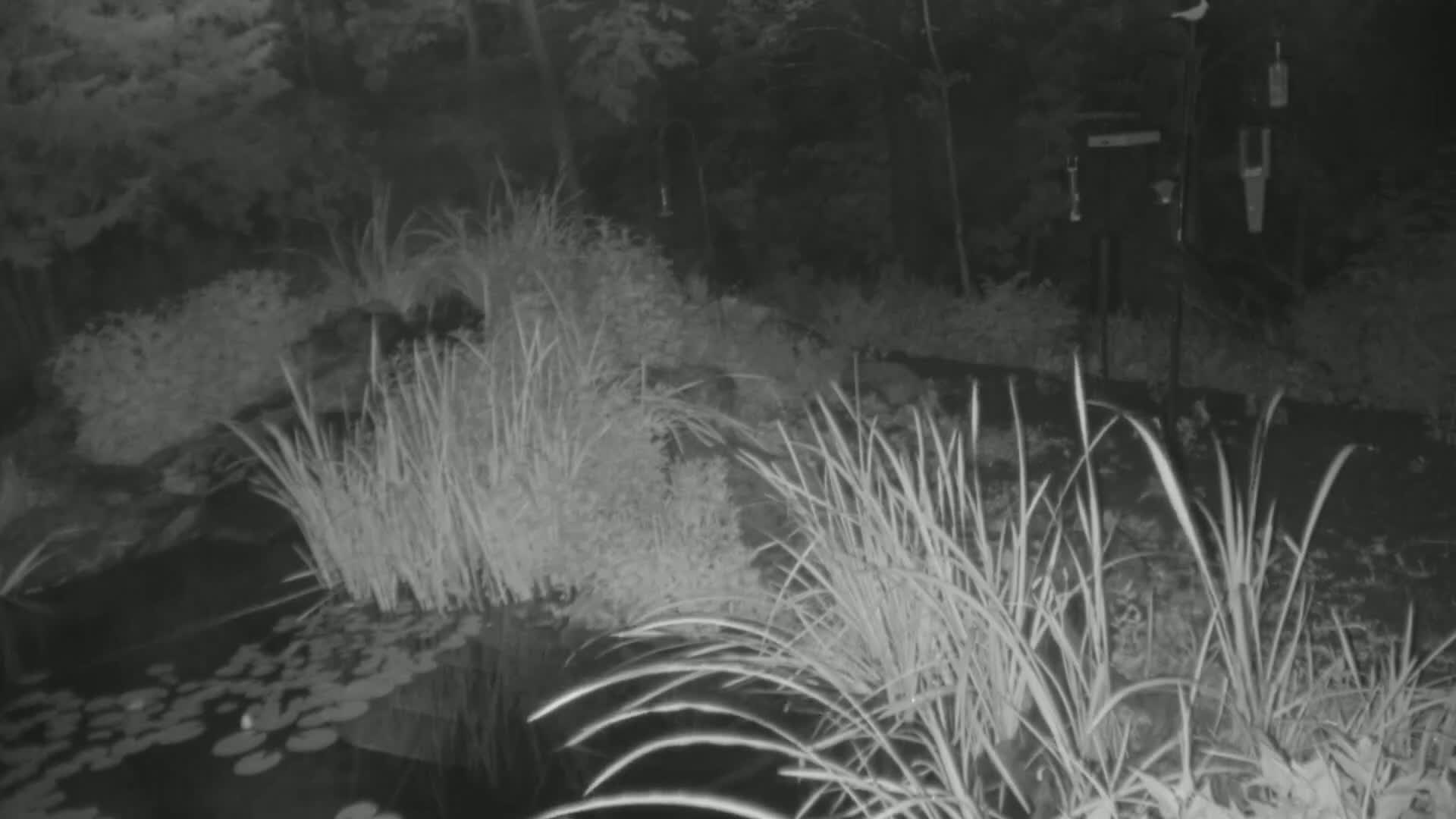 A nighttime, infrared image shows tall grasses and reeds surrounding a pond with lily pads, and a bird feeder stands in the background.