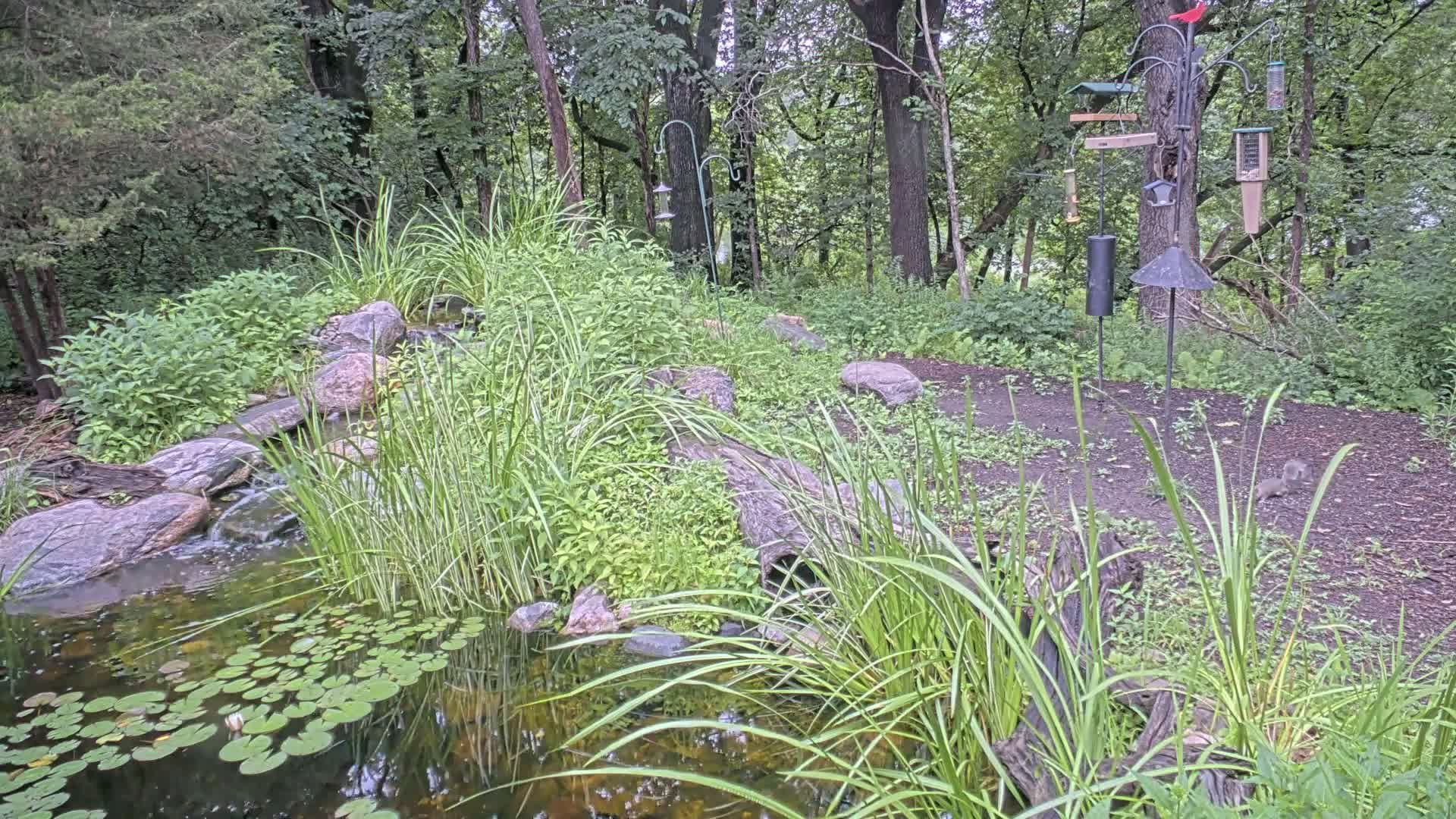 Bloomington, Richardson Nature Center Live Cam – Bloomington, Hennepin, Minnesota, USA