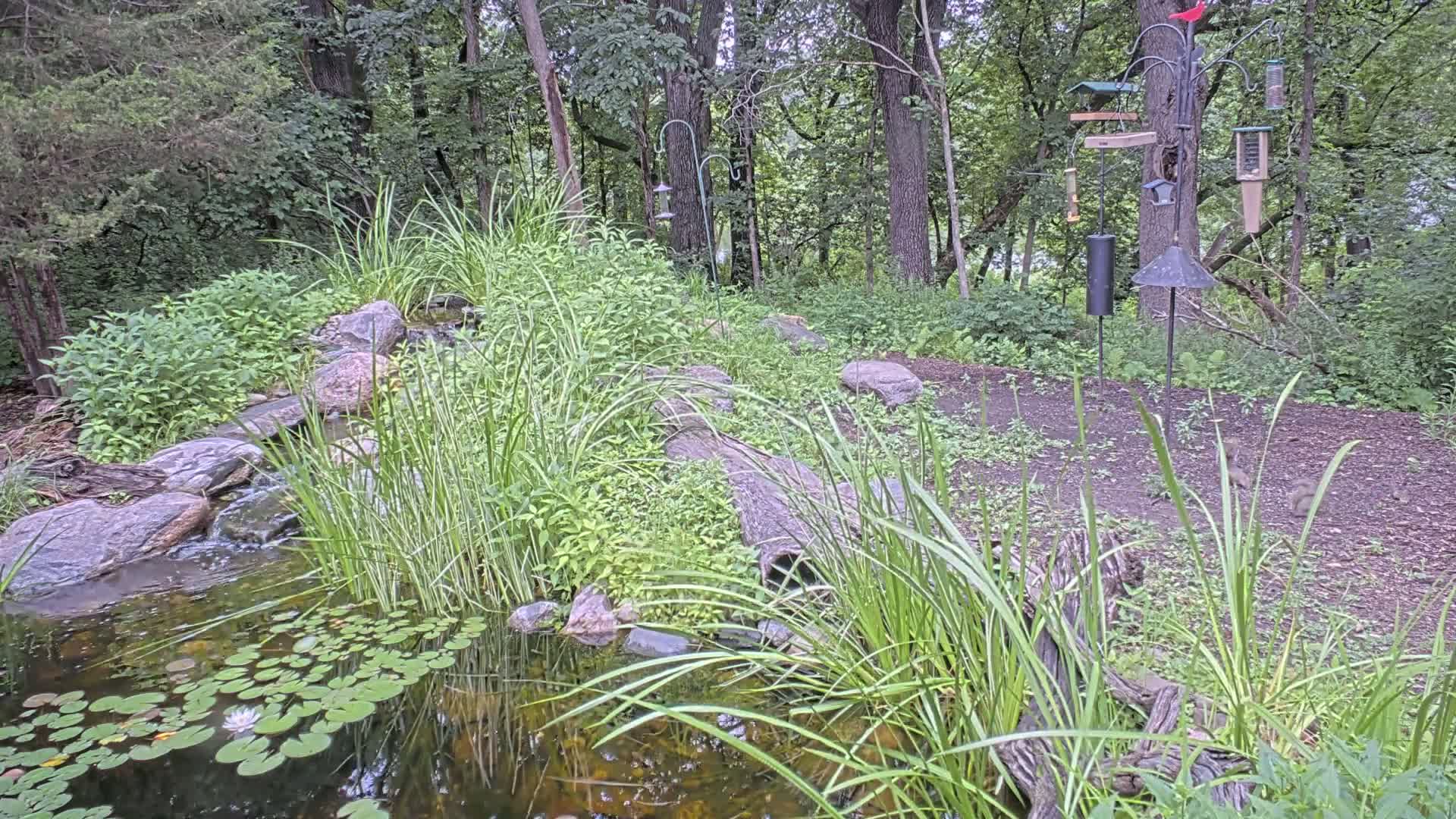 Bloomington, Richardson Nature Center Live Cam – Bloomington, Hennepin, Minnesota, USA