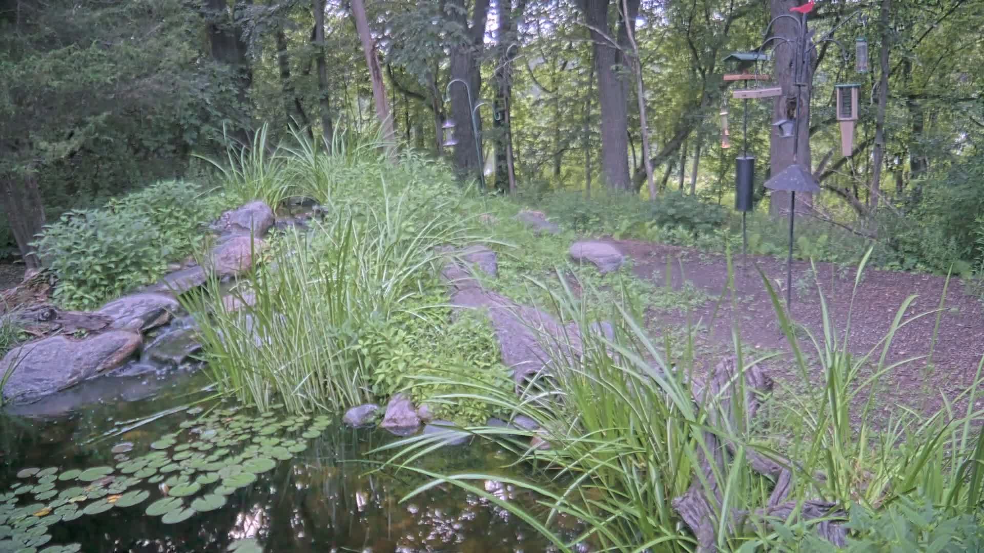 Bloomington, Richardson Nature Center Live Cam – Bloomington, Hennepin, Minnesota, USA