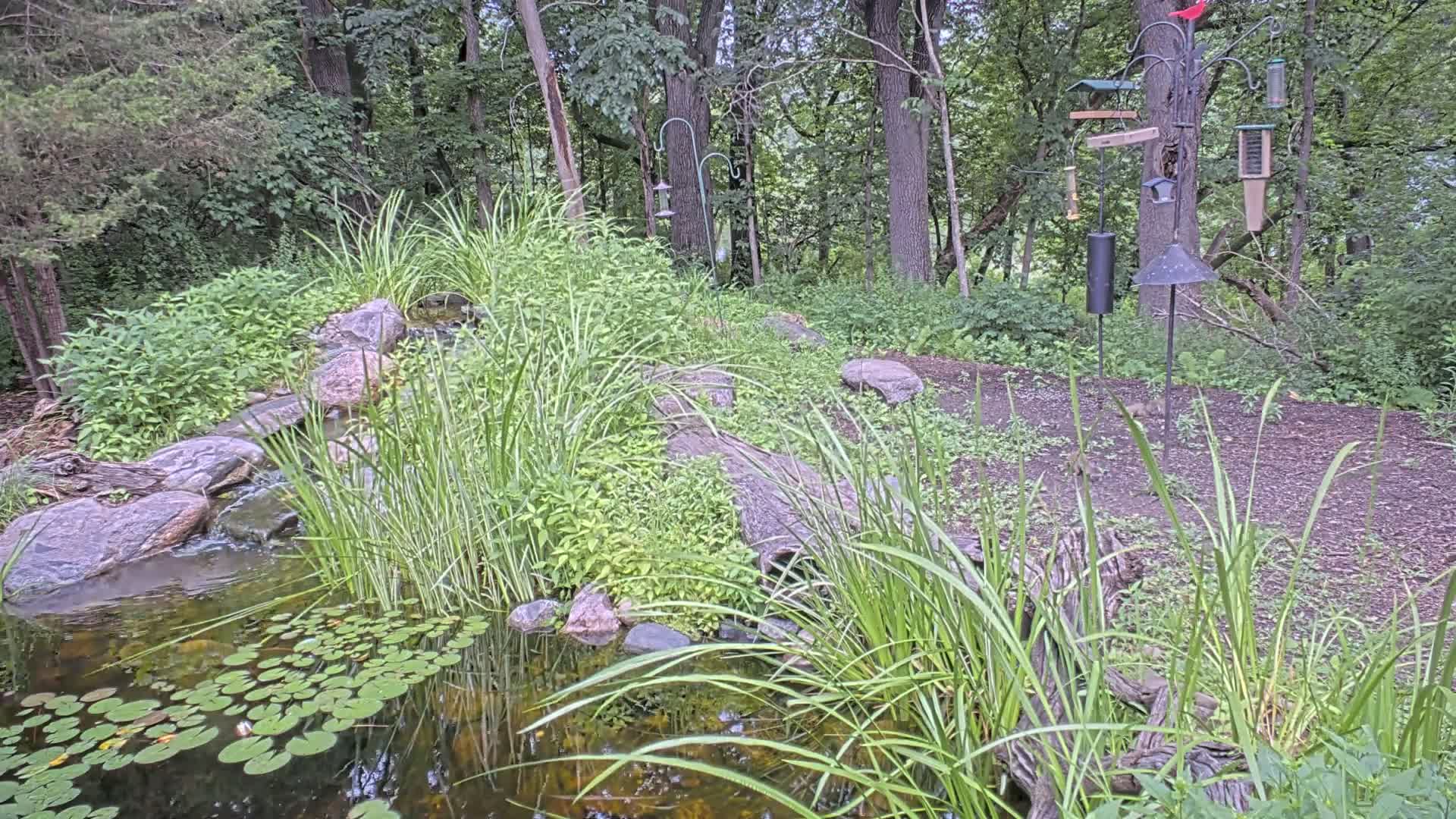 Bloomington, Richardson Nature Center Live Cam – Bloomington, Hennepin, Minnesota, USA