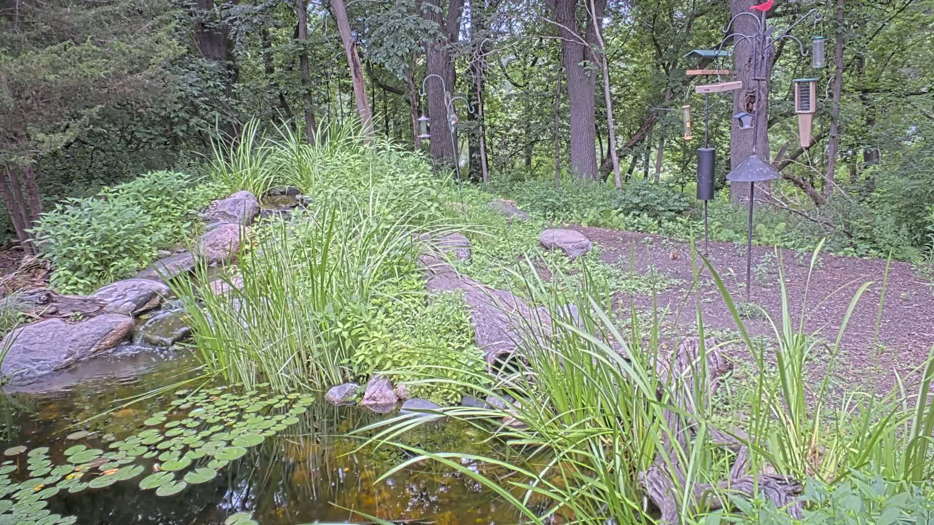 Bloomington, Richardson Nature Center Live Cam – Bloomington, Hennepin, Minnesota, USA