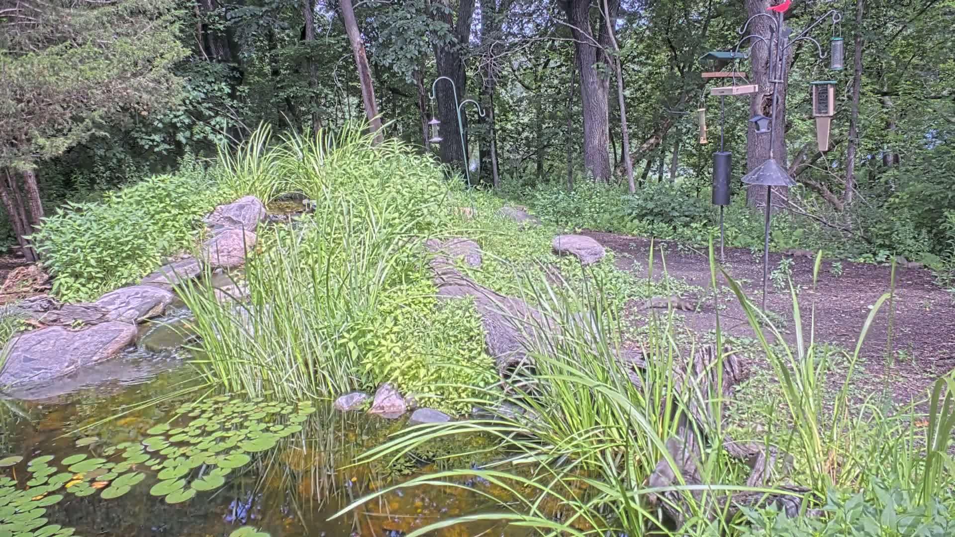 Bloomington, Richardson Nature Center Live Cam – Bloomington, Hennepin, Minnesota, USA
