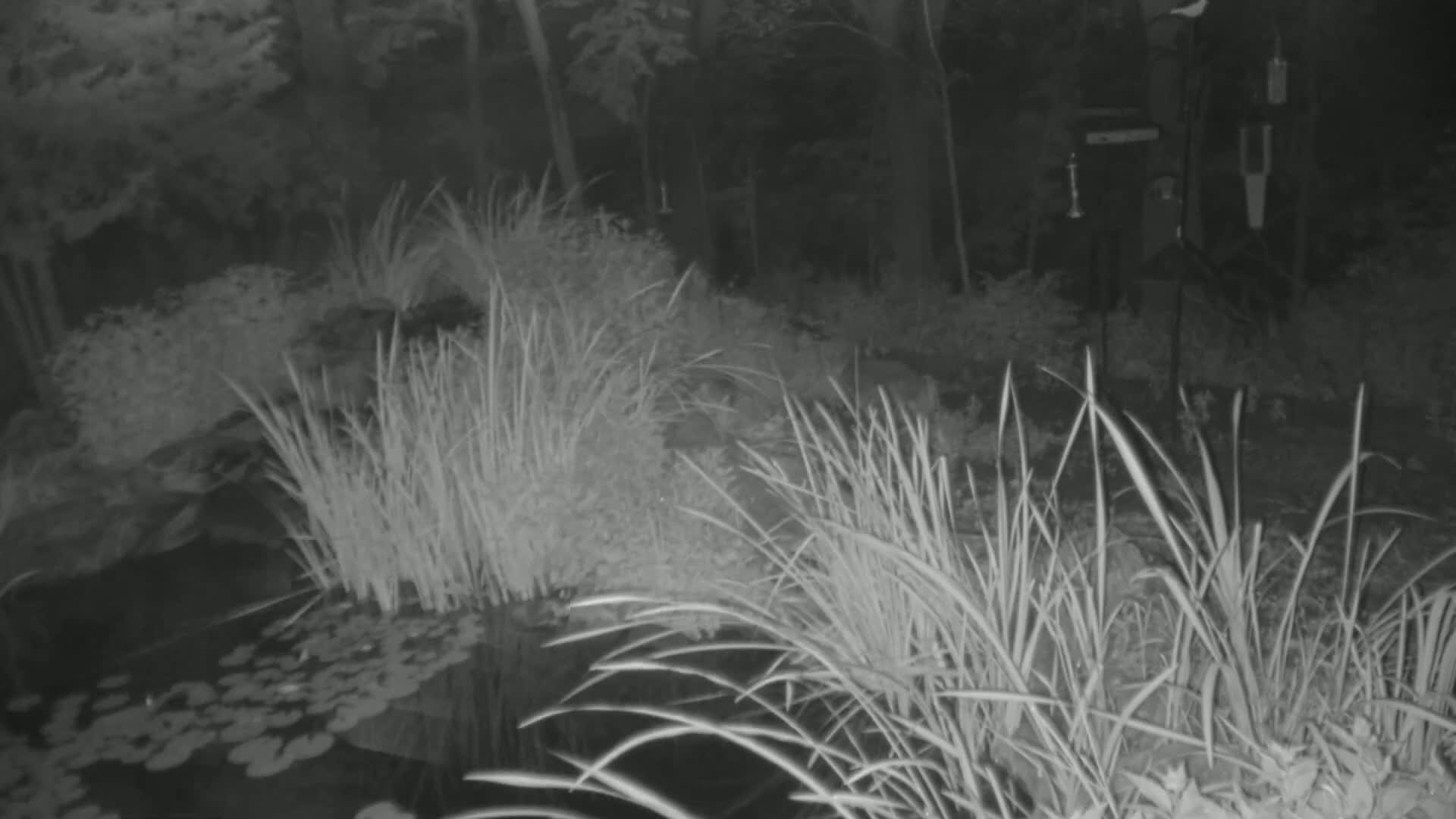 A nighttime, infrared view shows tall grasses surrounding a pond with lily pads in a wooded area.