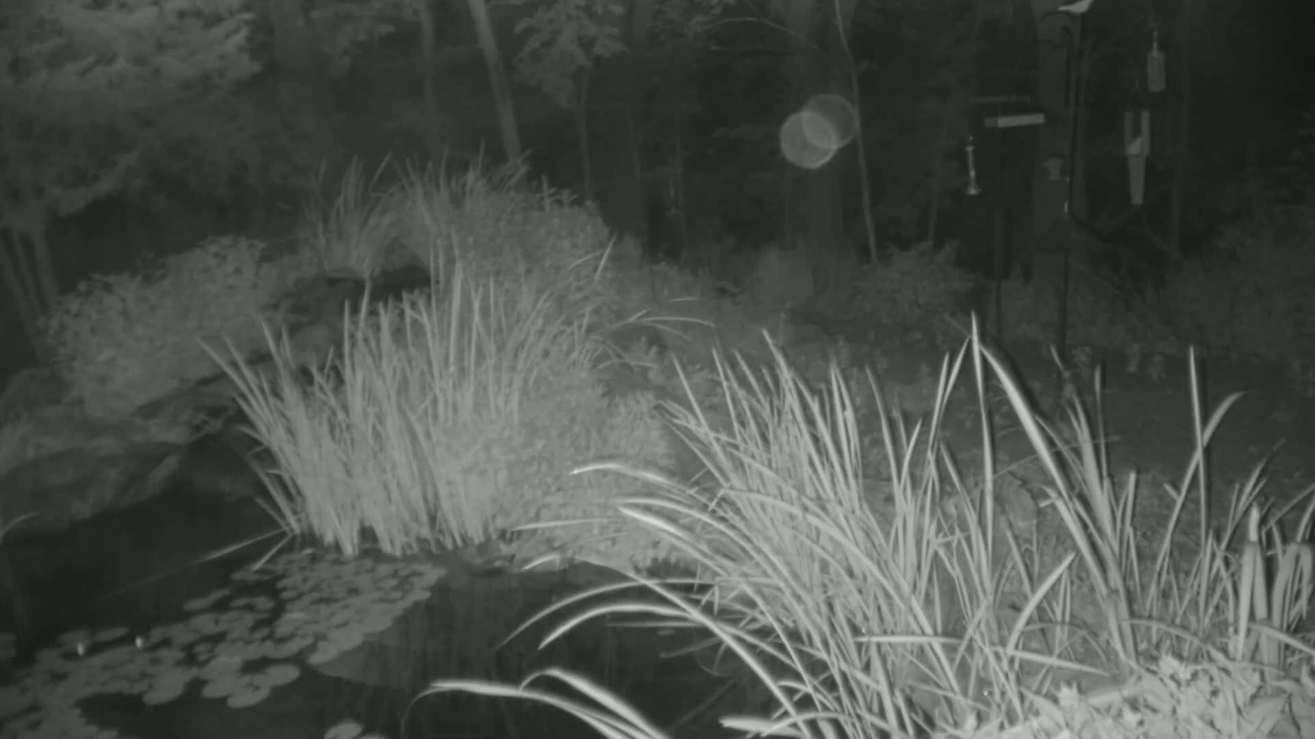 A nighttime, infrared image shows tall grasses surrounding a pond with lily pads, near a bird feeder in a wooded area.