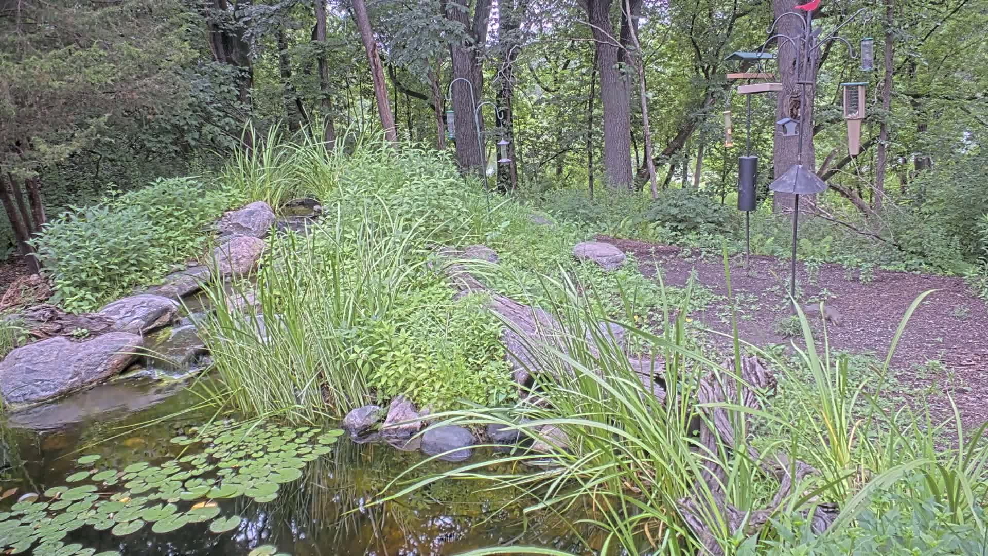 Bloomington, Richardson Nature Center Live Cam – Bloomington, Hennepin, Minnesota, USA
