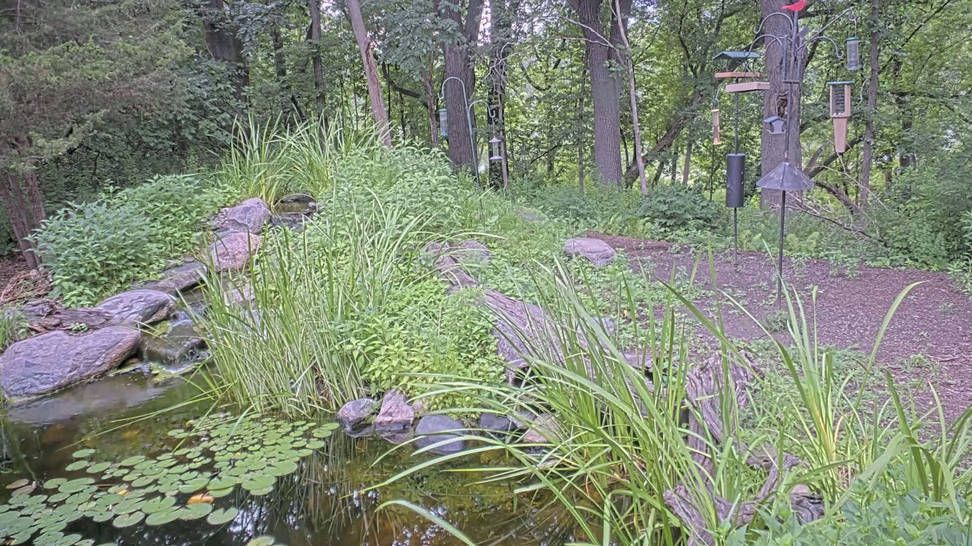 Bloomington, Richardson Nature Center Live Cam – Bloomington, Hennepin, Minnesota, USA