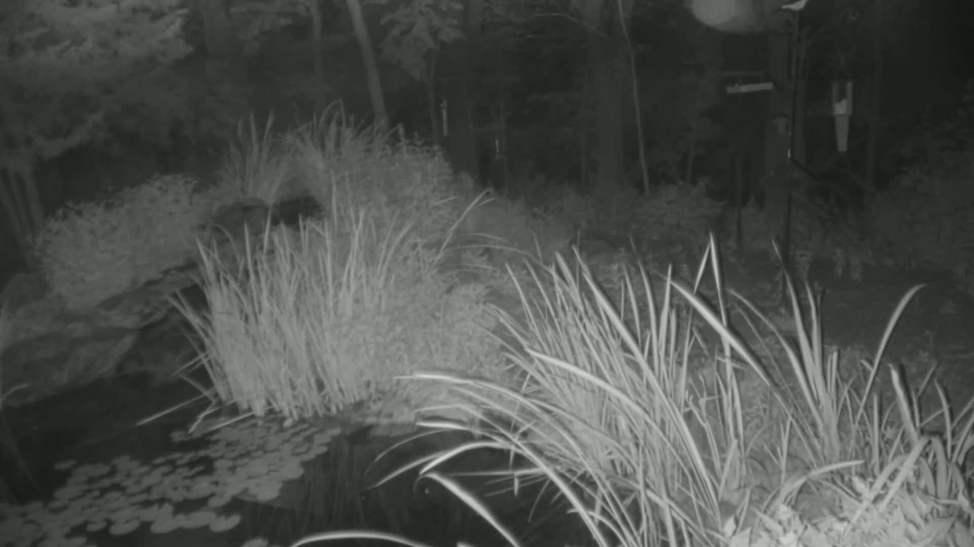 A nighttime, grayscale image shows tall grasses and plants surrounding a pond with lily pads, all under a dark sky.