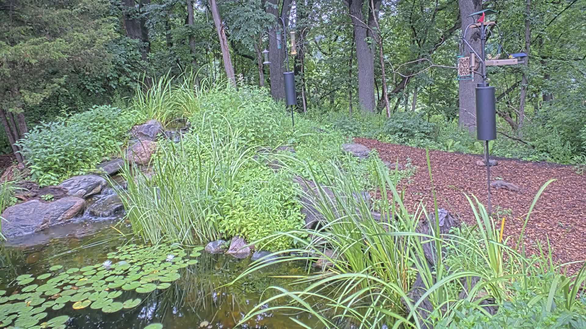 Bloomington, Richardson Nature Center Live Cam – Bloomington, Hennepin, Minnesota, USA