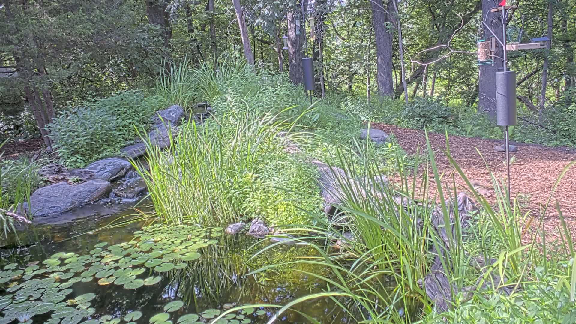 Bloomington, Richardson Nature Center Live Cam – Bloomington, Hennepin, Minnesota, USA