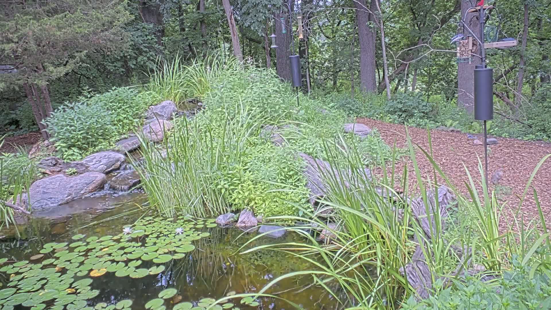 Bloomington, Richardson Nature Center Live Cam – Bloomington, Hennepin, Minnesota, USA