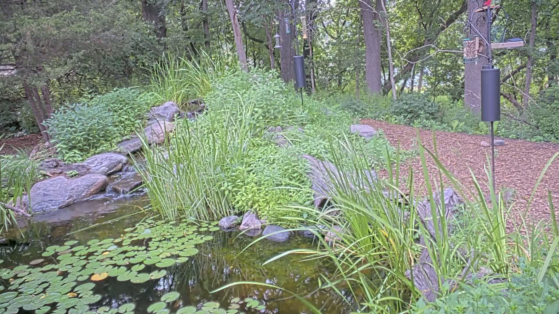 Bloomington, Richardson Nature Center Live Cam – Bloomington, Hennepin, Minnesota, USA