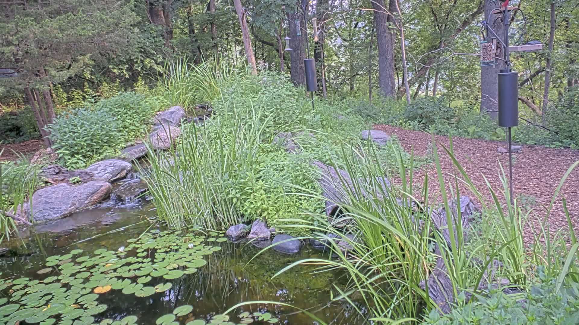 Bloomington, Richardson Nature Center Live Cam – Bloomington, Hennepin, Minnesota, USA