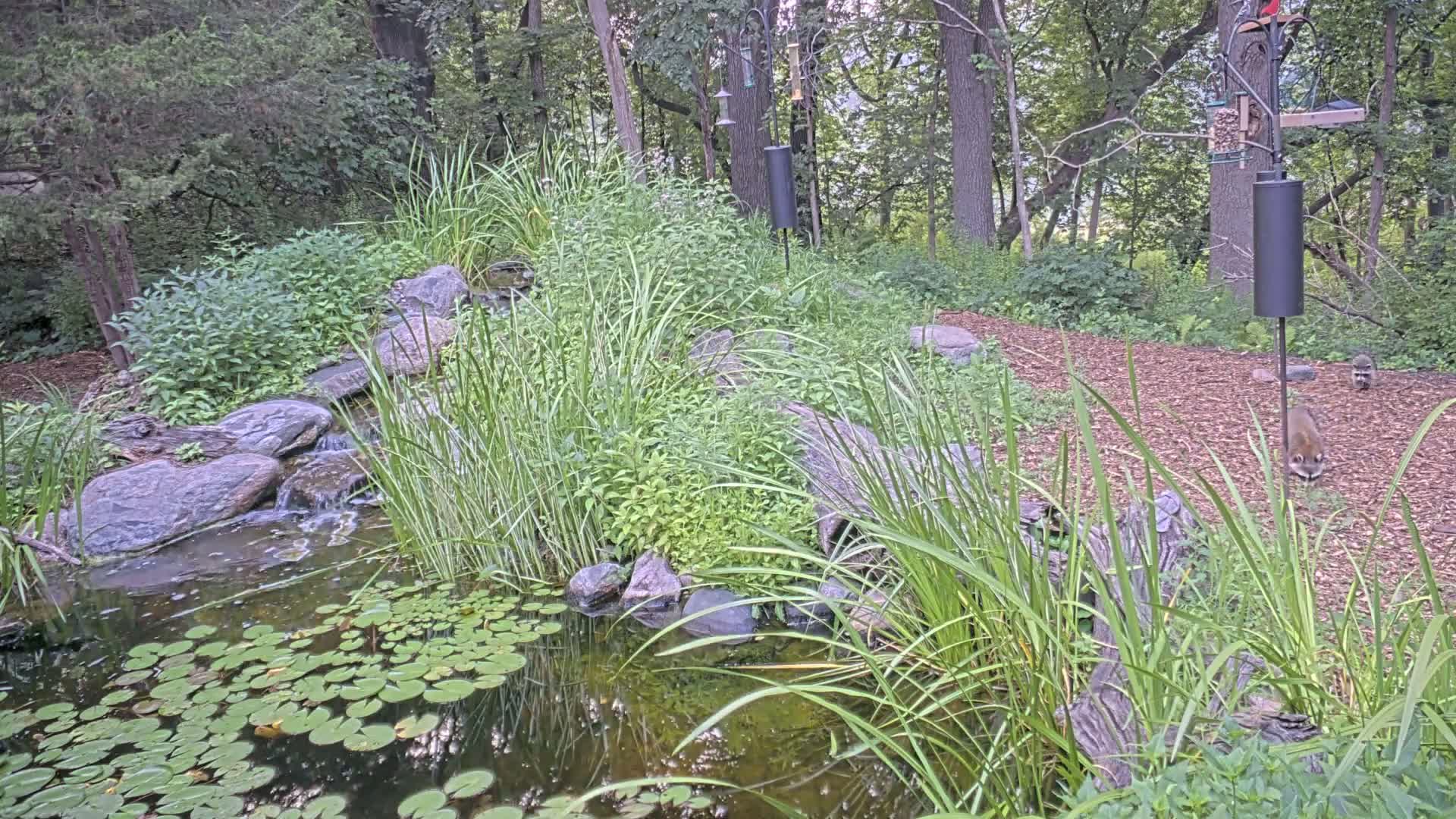 Bloomington, Richardson Nature Center Live Cam – Bloomington, Hennepin, Minnesota, USA