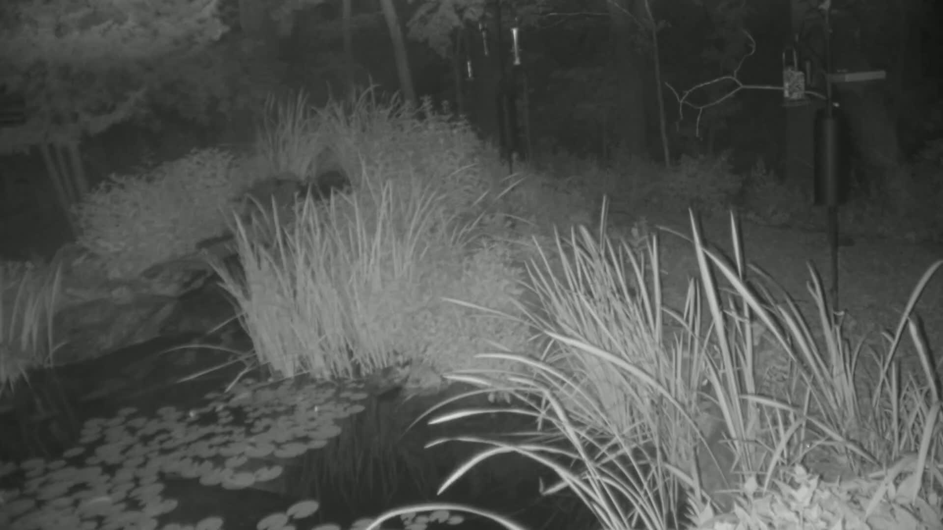 A nighttime, black and white image shows tall grasses surrounding a pond with lily pads, and a dark, indistinct shape possibly an animal near the water's edge.