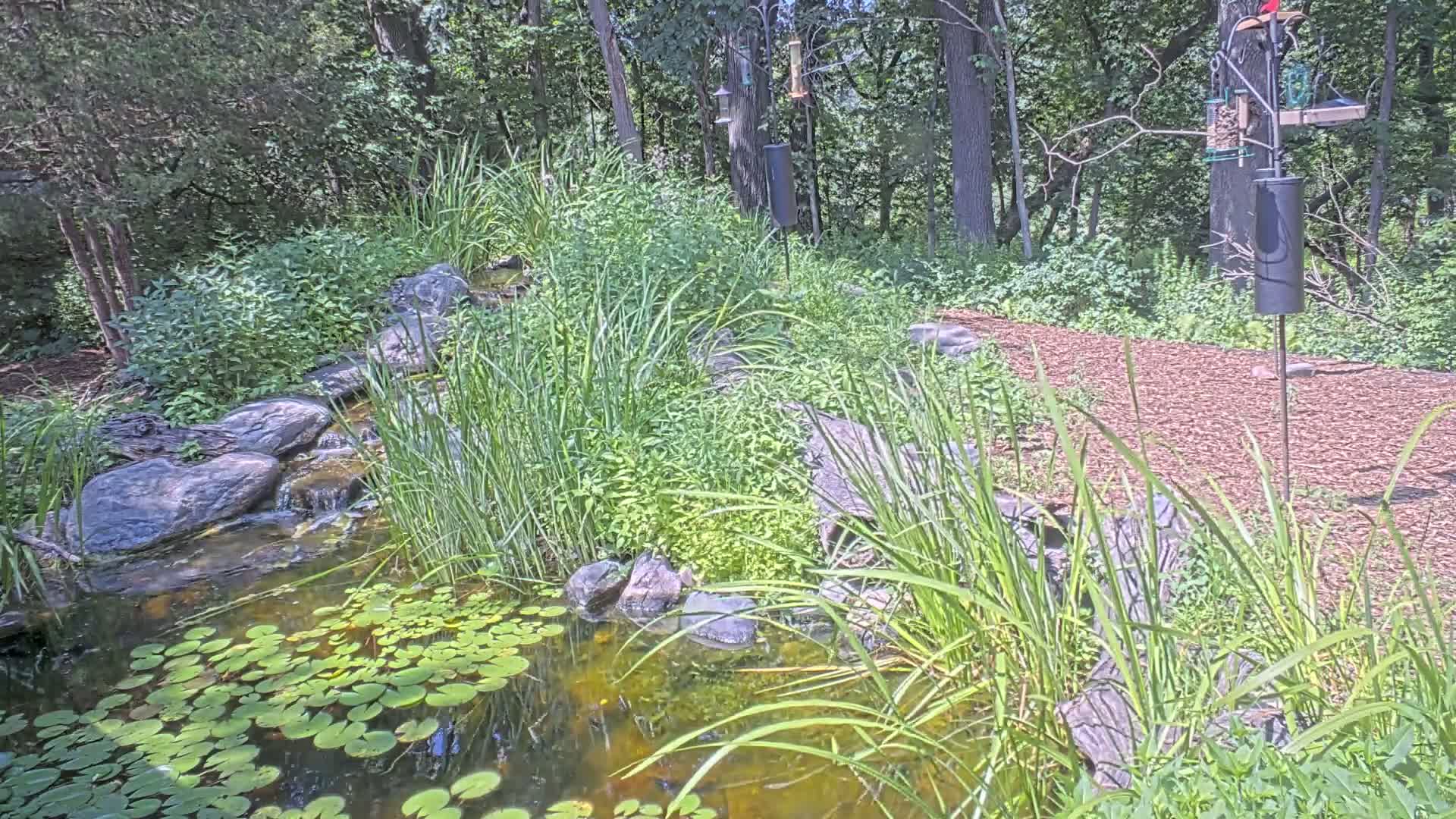 Bloomington, Richardson Nature Center Live Cam – Bloomington, Hennepin, Minnesota, USA