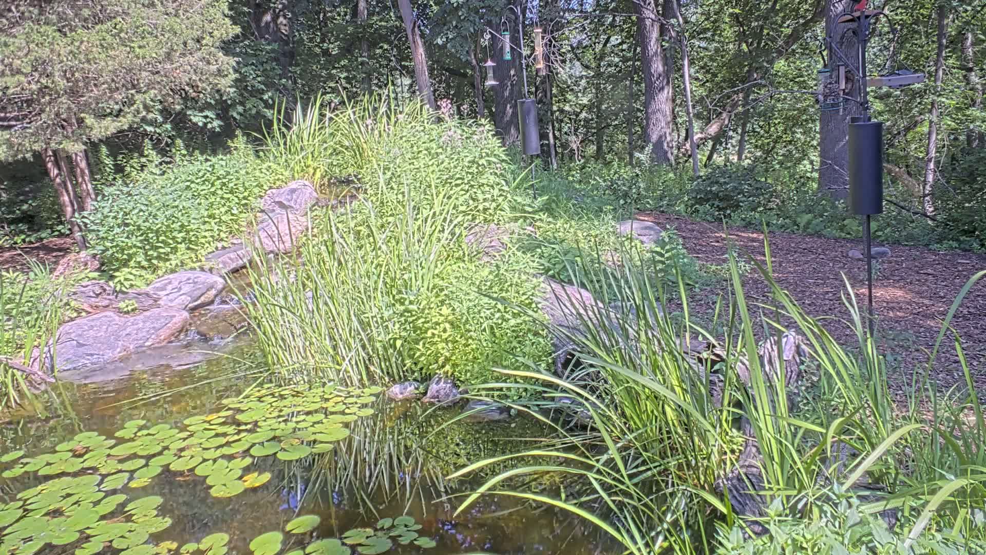Bloomington, Richardson Nature Center Live Cam – Bloomington, Hennepin, Minnesota, USA