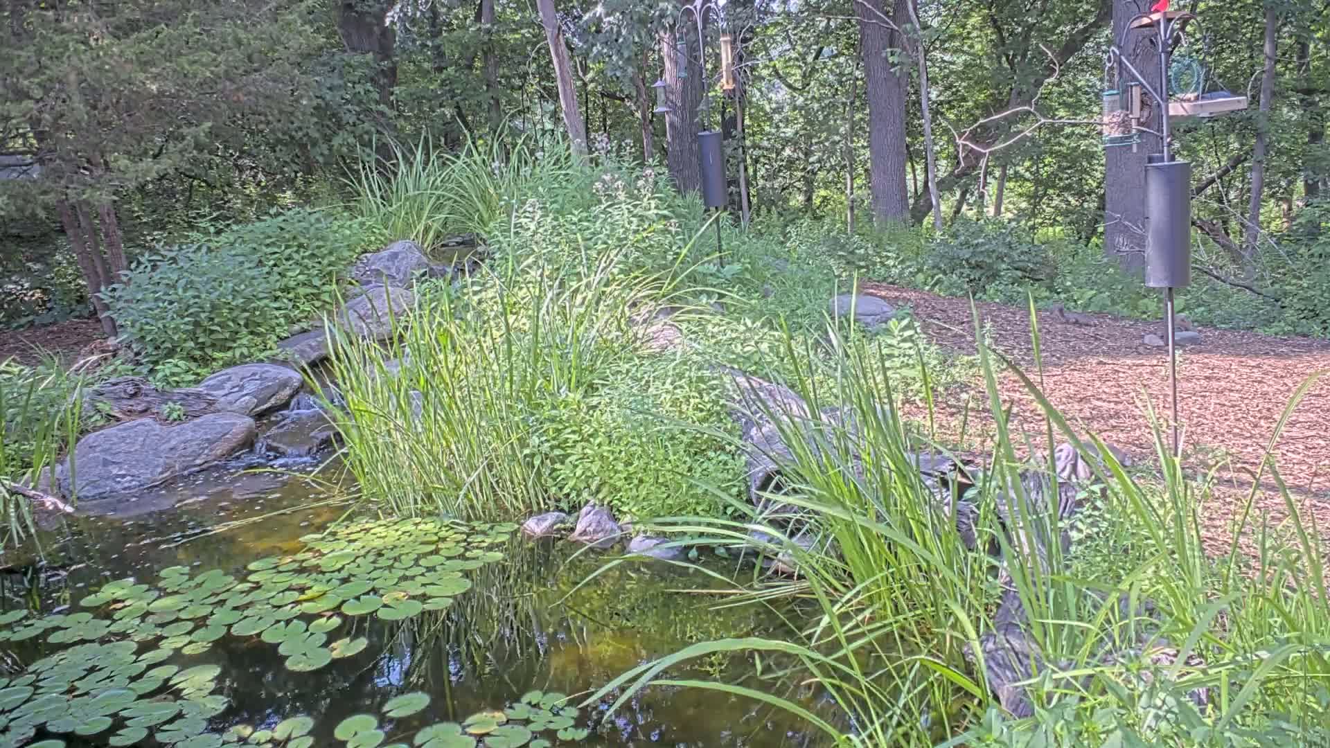 Bloomington, Richardson Nature Center Live Cam – Bloomington, Hennepin, Minnesota, USA