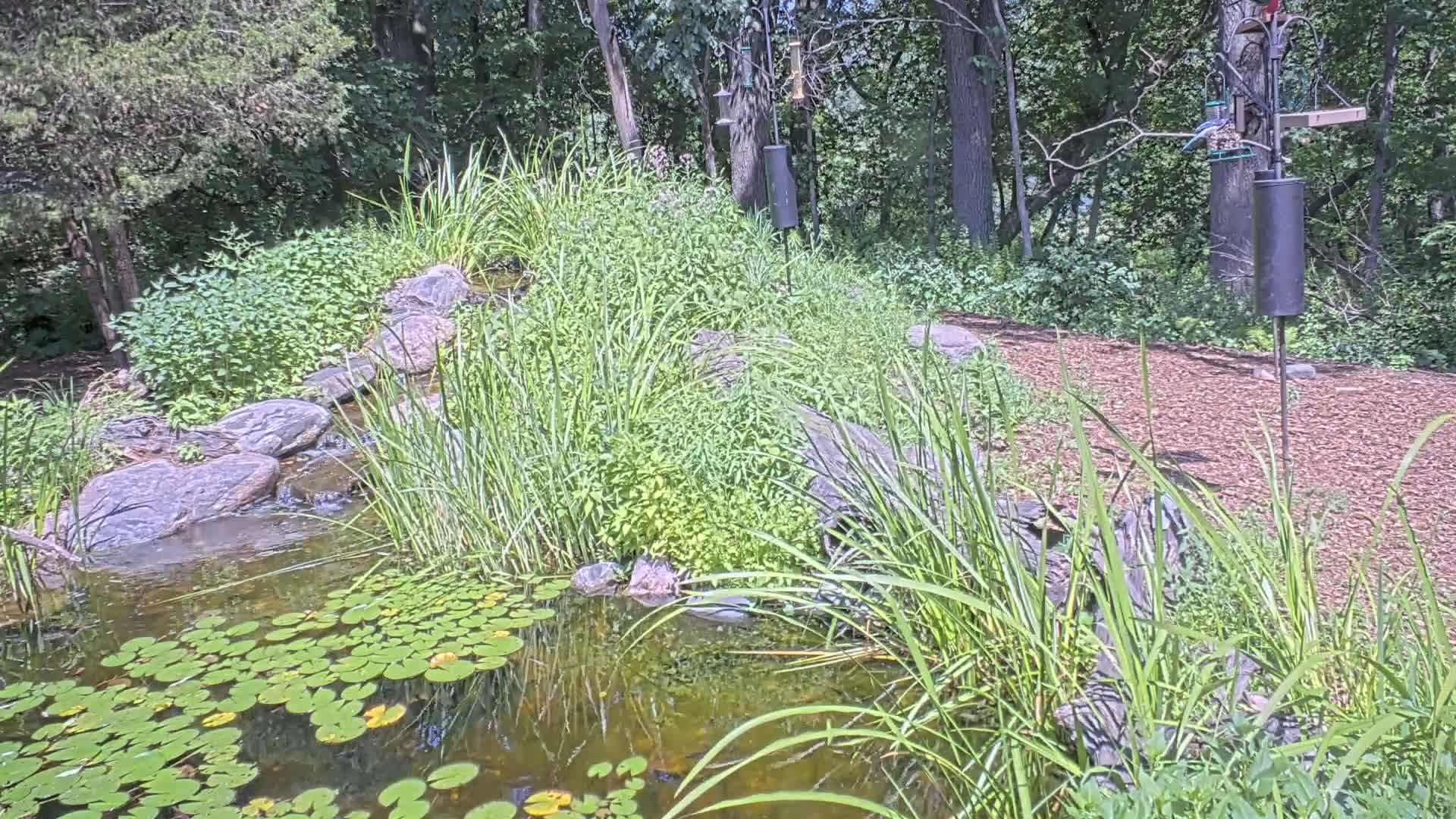 Bloomington, Richardson Nature Center Live Cam – Bloomington, Hennepin, Minnesota, USA