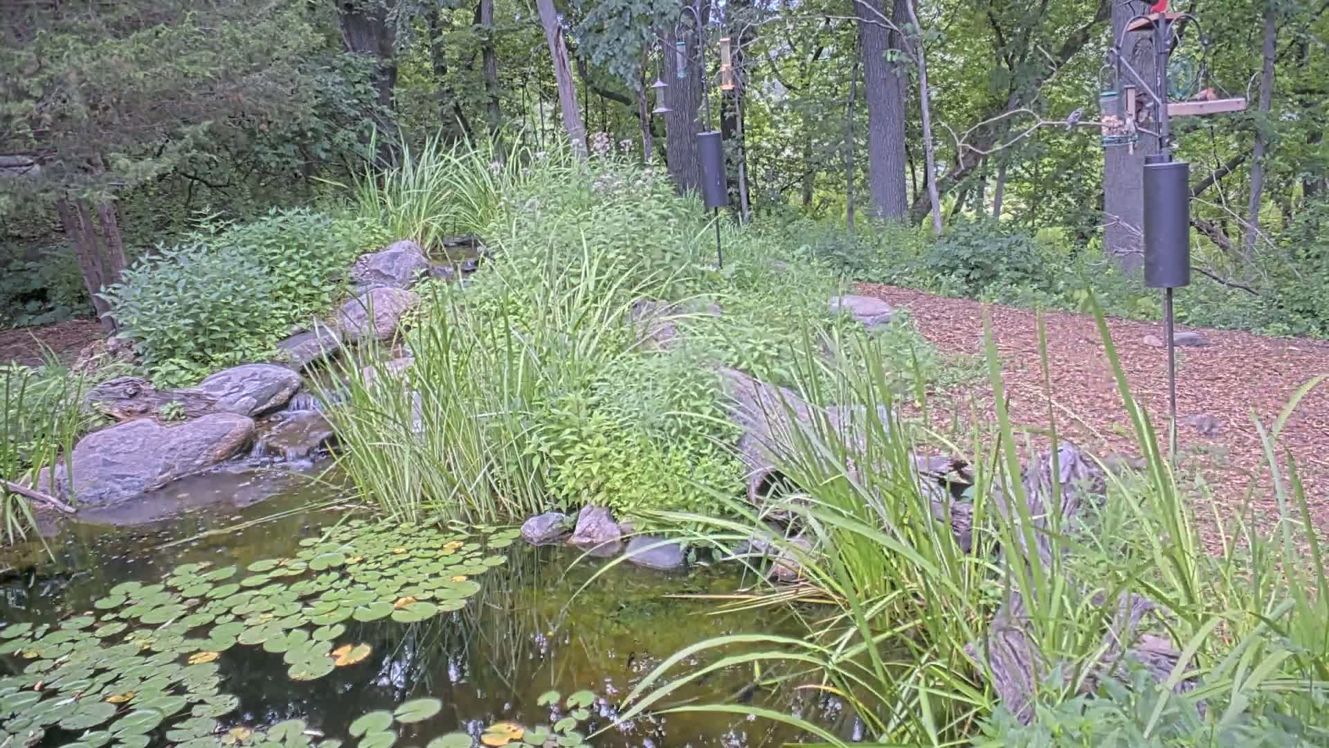 Bloomington, Richardson Nature Center Live Cam – Bloomington, Hennepin, Minnesota, USA