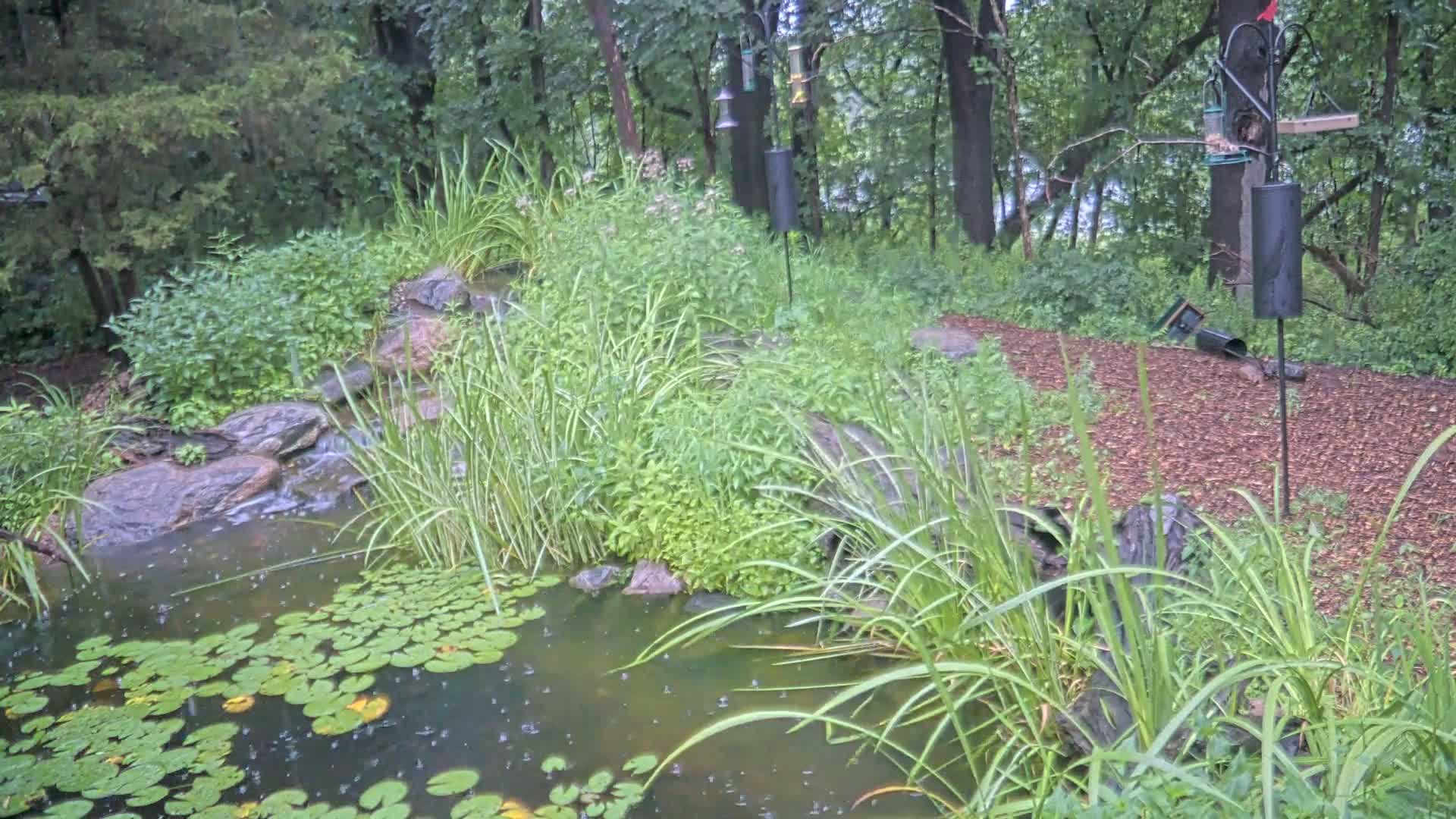 Bloomington, Richardson Nature Center Live Cam – Bloomington, Hennepin, Minnesota, USA