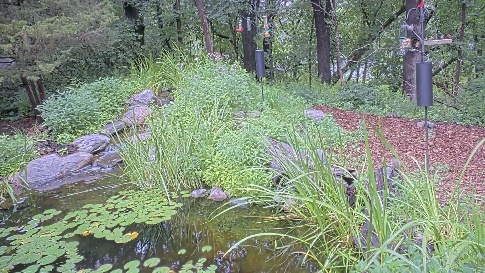 Bloomington, Richardson Nature Center Live Cam – Bloomington, Hennepin, Minnesota, USA