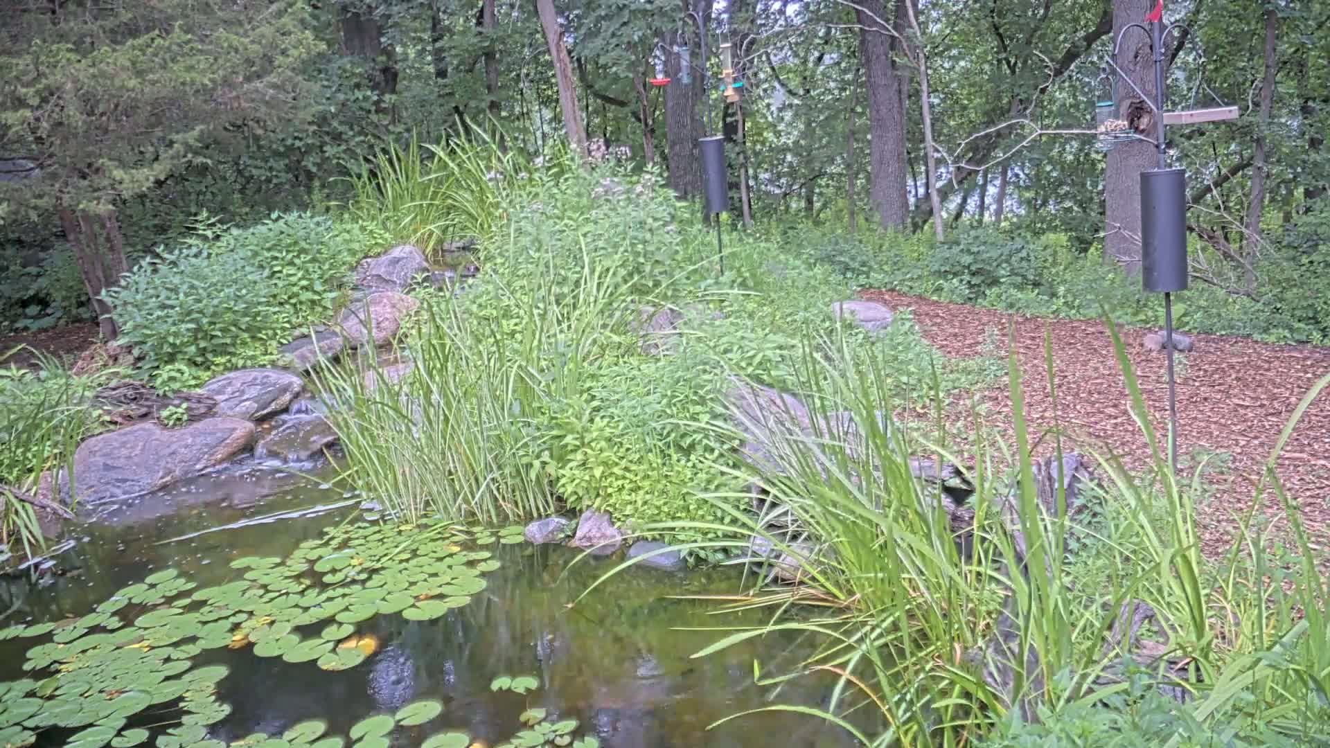 Bloomington, Richardson Nature Center Live Cam – Bloomington, Hennepin, Minnesota, USA