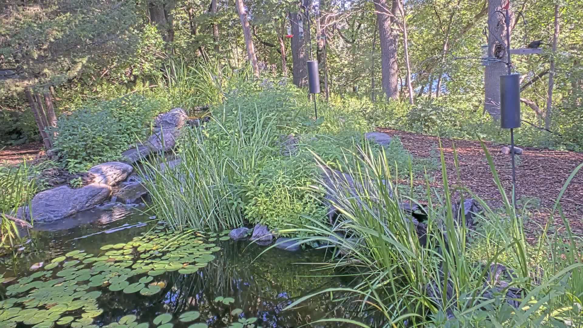 Bloomington, Richardson Nature Center Live Cam – Bloomington, Hennepin, Minnesota, USA