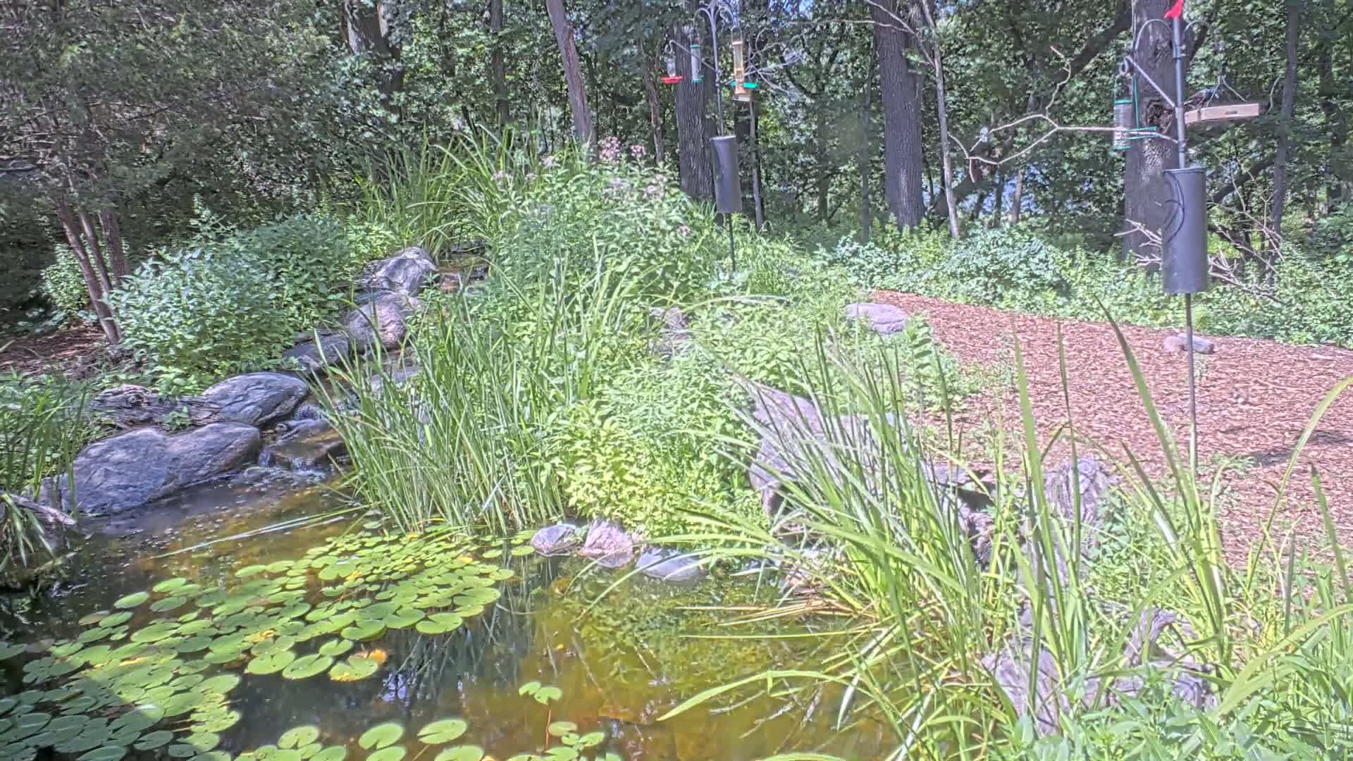 Bloomington, Richardson Nature Center Live Cam – Bloomington, Hennepin, Minnesota, USA