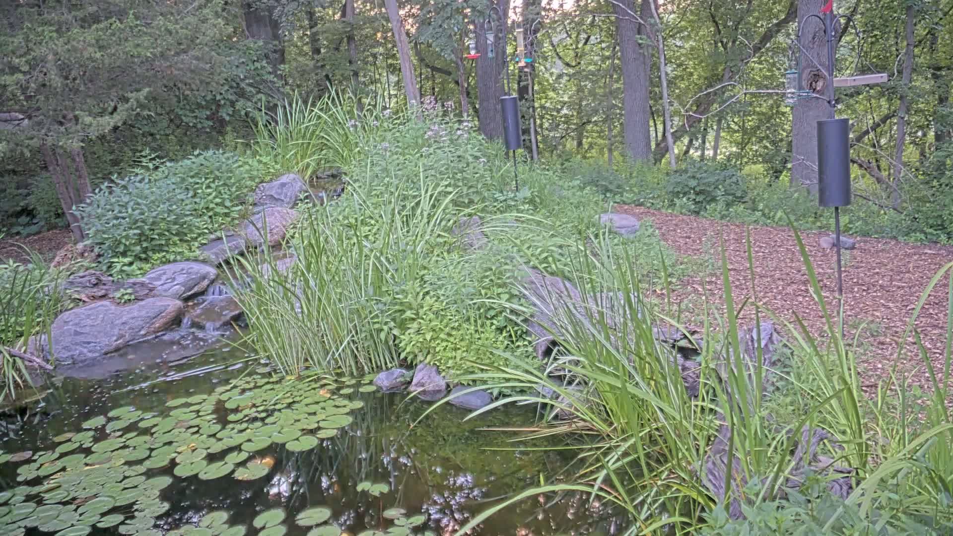 Bloomington, Richardson Nature Center Live Cam – Bloomington, Hennepin, Minnesota, USA