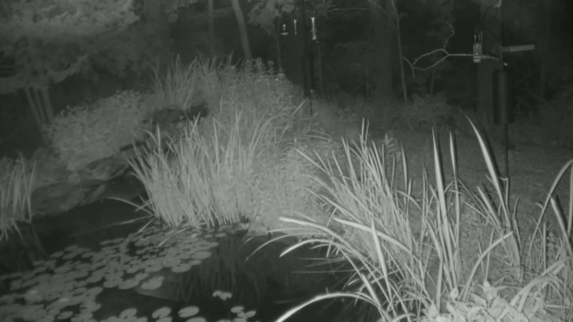 A nighttime, infrared image shows a pond with lily pads surrounded by tall grasses and other vegetation.