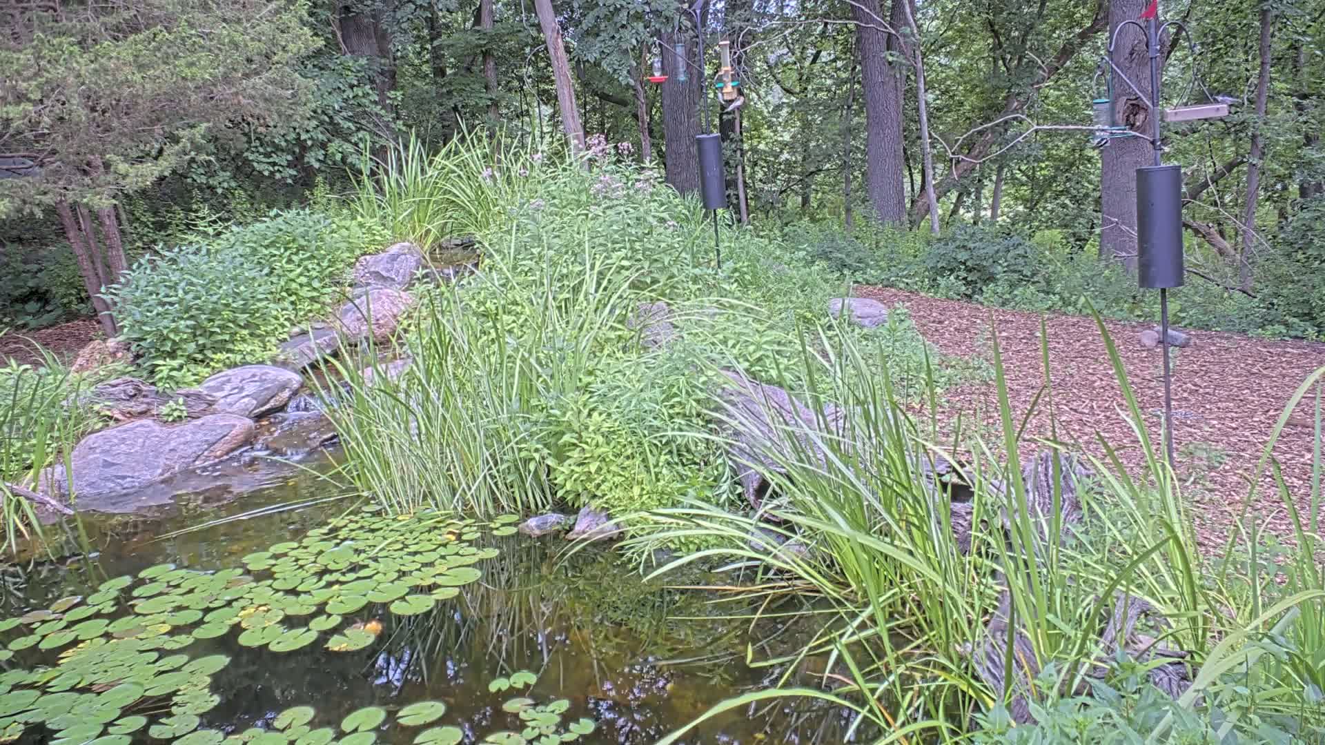 Bloomington, Richardson Nature Center Live Cam – Bloomington, Hennepin, Minnesota, USA