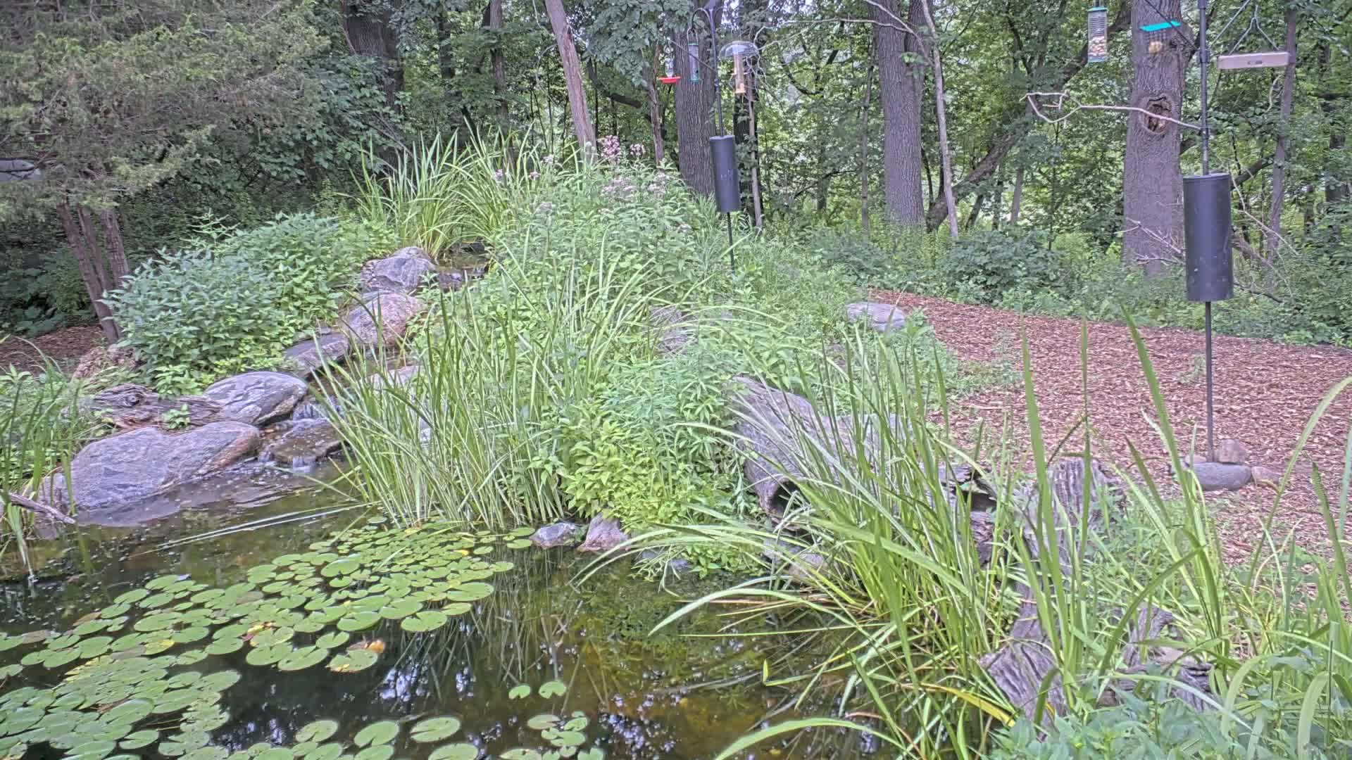 Bloomington, Richardson Nature Center Live Cam – Bloomington, Hennepin, Minnesota, USA