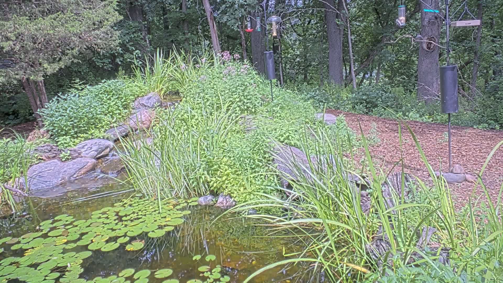 Bloomington, Richardson Nature Center Live Cam – Bloomington, Hennepin, Minnesota, USA