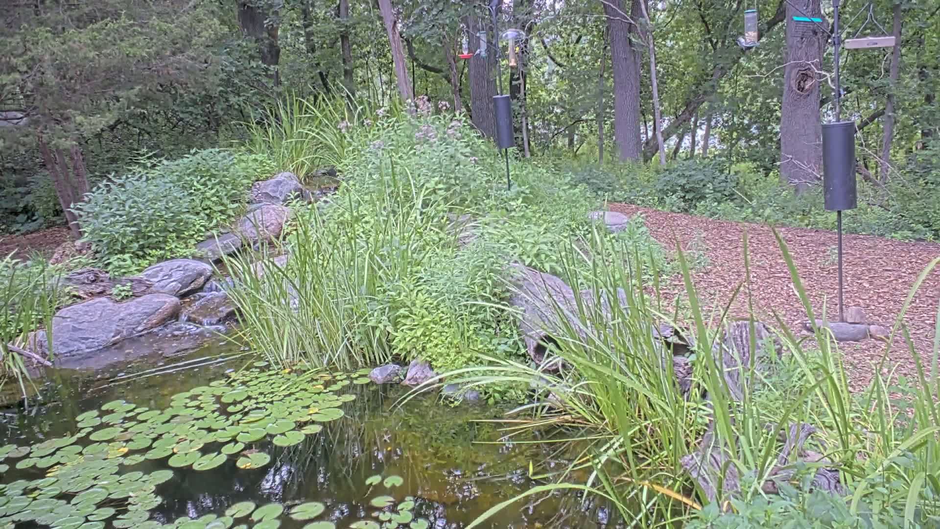 Bloomington, Richardson Nature Center Live Cam – Bloomington, Hennepin, Minnesota, USA