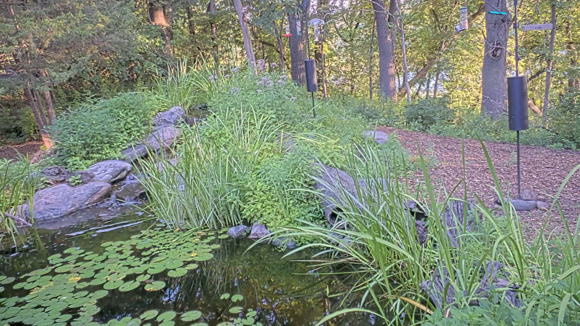 Bloomington, Richardson Nature Center Live Cam – Bloomington, Hennepin, Minnesota, USA