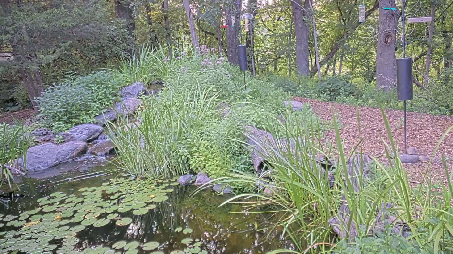 Bloomington, Richardson Nature Center Live Cam – Bloomington, Hennepin, Minnesota, USA