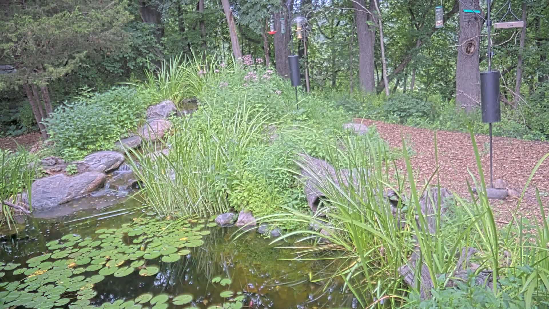 Bloomington, Richardson Nature Center Live Cam – Bloomington, Hennepin, Minnesota, USA