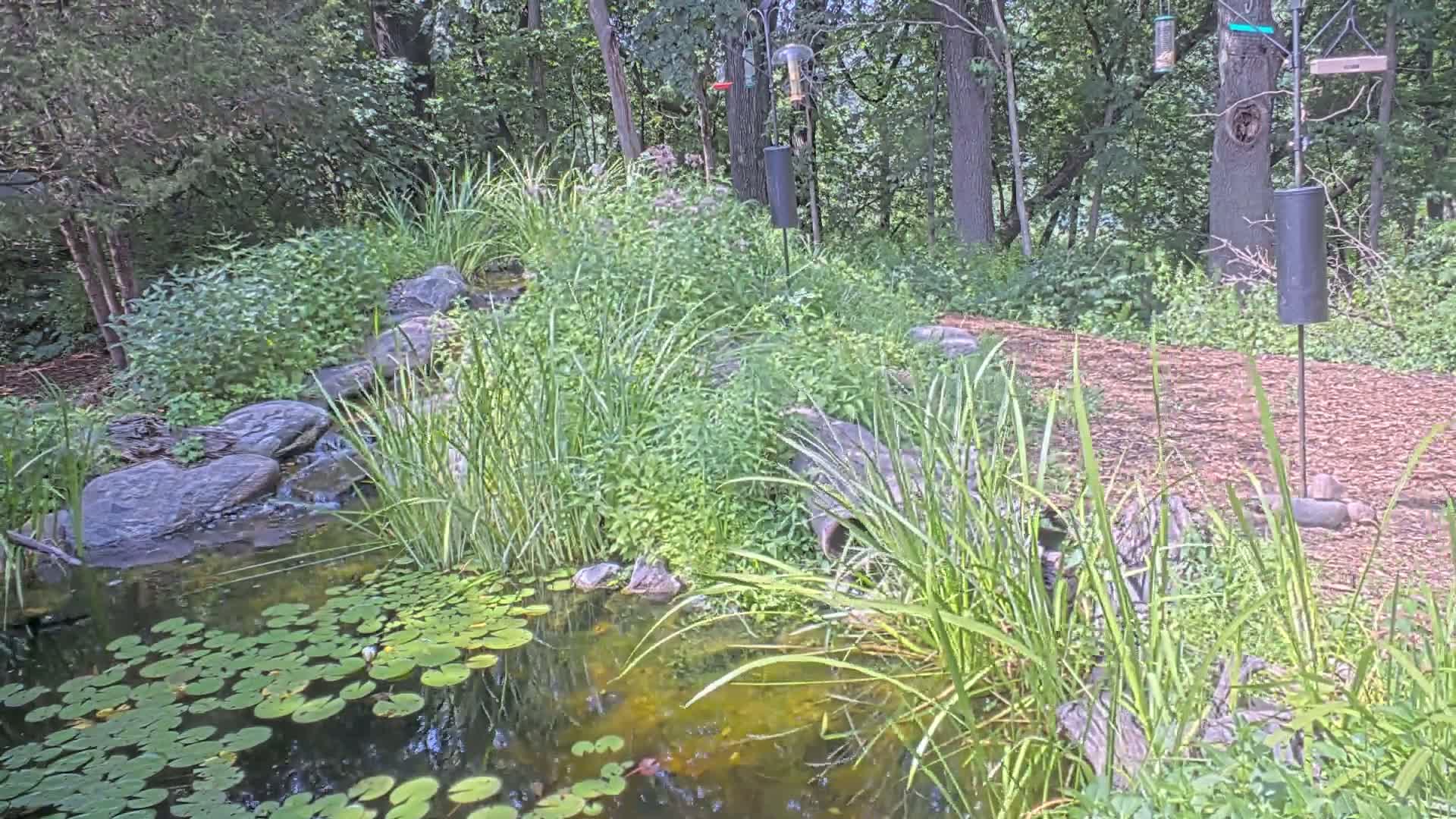 Bloomington, Richardson Nature Center Live Cam – Bloomington, Hennepin, Minnesota, USA
