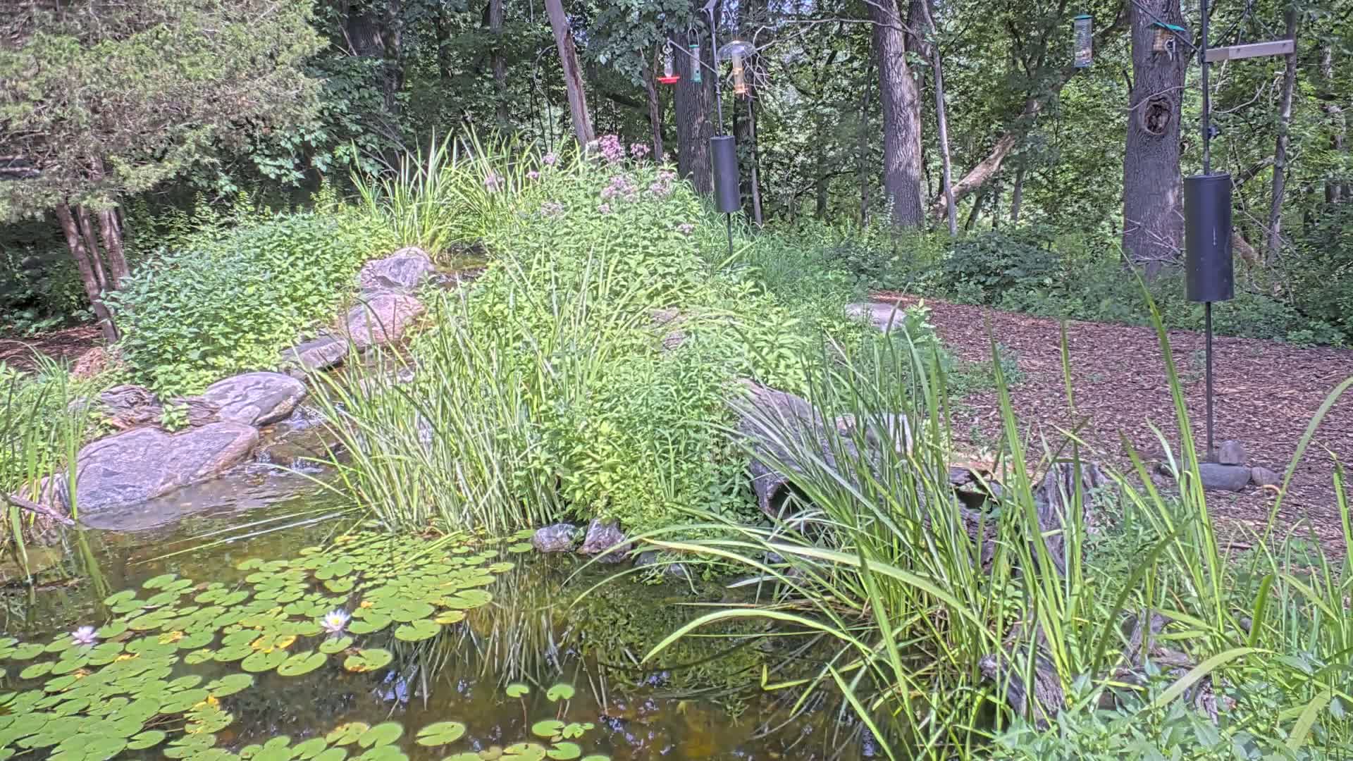 Bloomington, Richardson Nature Center Live Cam – Bloomington, Hennepin, Minnesota, USA